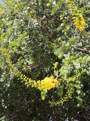 Angiospermae