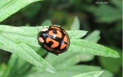 Aiolocaria hexaspilota