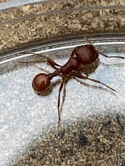 Pogonomyrmex comanche