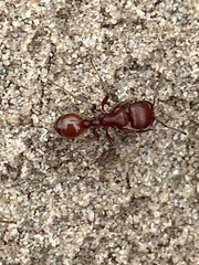 Pogonomyrmex comanche