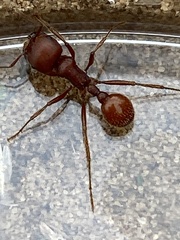 Pogonomyrmex comanche