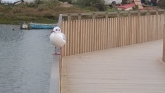 Chroicocephalus ridibundus