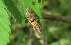 Aiolocaria hexaspilota