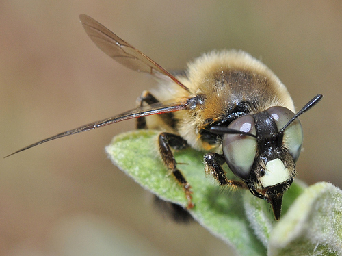 Melitturga caudata
