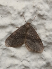 Operophtera brumata