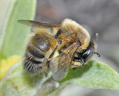 Melitturga caudata
