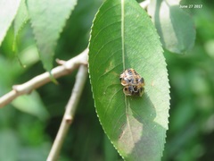 Aiolocaria hexaspilota