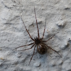 Lepthyphantes
