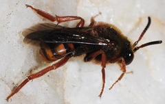 Nomada agrestis