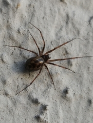 Lepthyphantes