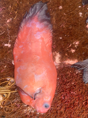 Careproctus ambustus