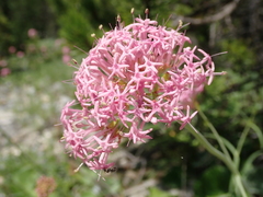 Centranthus angustifolius