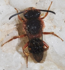 Nomada agrestis