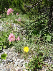 Centranthus angustifolius