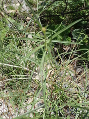 Centranthus angustifolius