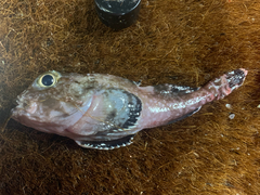 Malacocottus zonurus