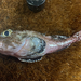 Darkfin Sculpin - Photo (c) Carly Nienaber, some rights reserved (CC BY-NC), uploaded by Carly Nienaber