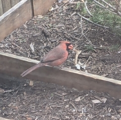 Cardinalis cardinalis