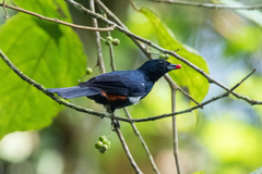 Tachyphonus surinamus