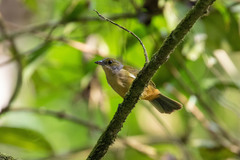 Tachyphonus surinamus