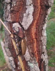 Agaocephala mannerheimi