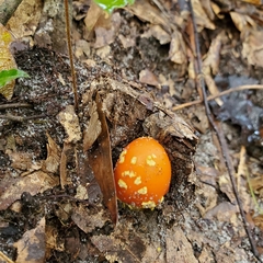 Amanita flavoconia image