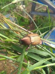 Agaocephala mannerheimi