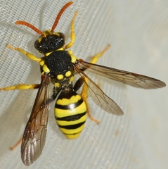 Nomada succincta