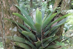 Vriesea gigantea