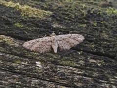 Eupithecia oxycedrata