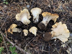 Cantharellus cascadensis
