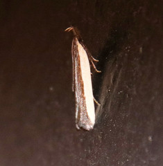 Tampa dimediatella