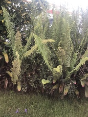 Nephrolepis