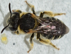 Pseudapis diversipes