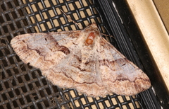 Gastrinodes bitaeniaria