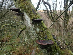 Daedaleopsis confragosa