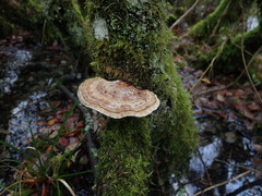 Daedaleopsis confragosa