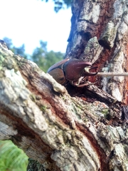 Agaocephala mannerheimi