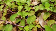 Coccocypselum herbaceum