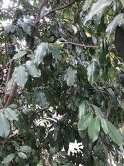 Prunus caroliniana