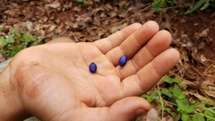 Coccocypselum herbaceum