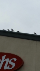 Larus occidentalis