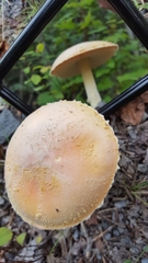 Amanita wellsii