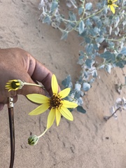 Helianthus niveus