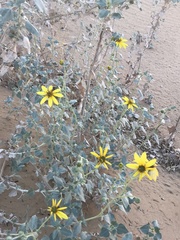 Helianthus niveus