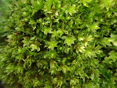 Ptychostomum moravicum