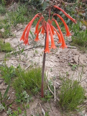 Cyrtanthus angustifolius