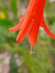 Cyrtanthus angustifolius