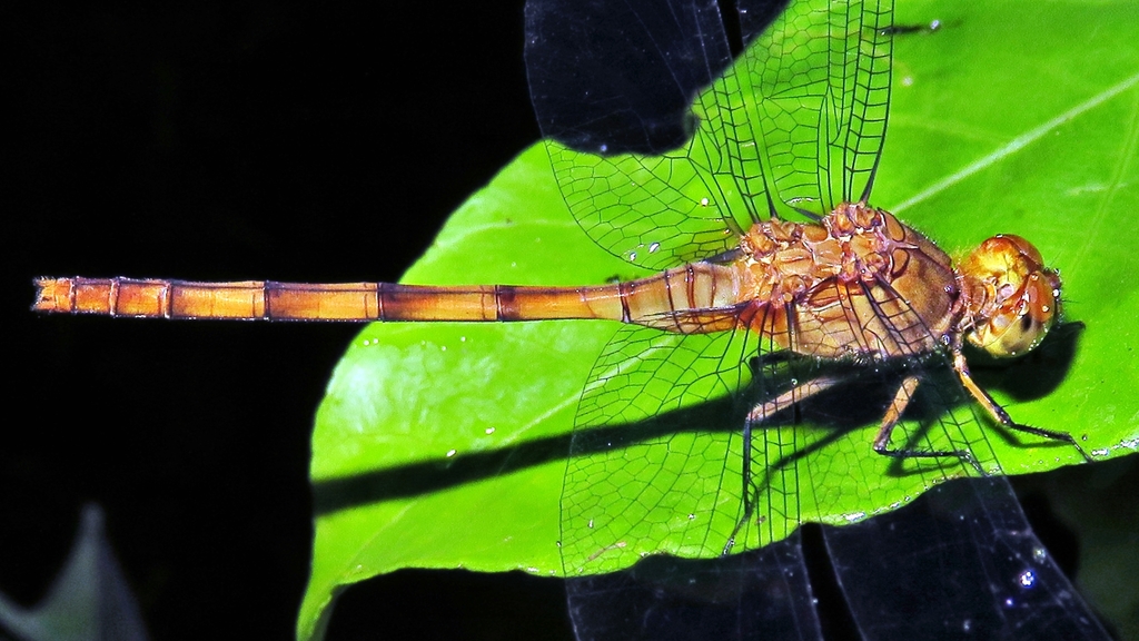 Red Pondhawk