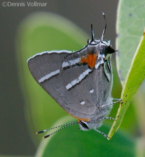 Caribbean Scrub-Hairstreak photo 3